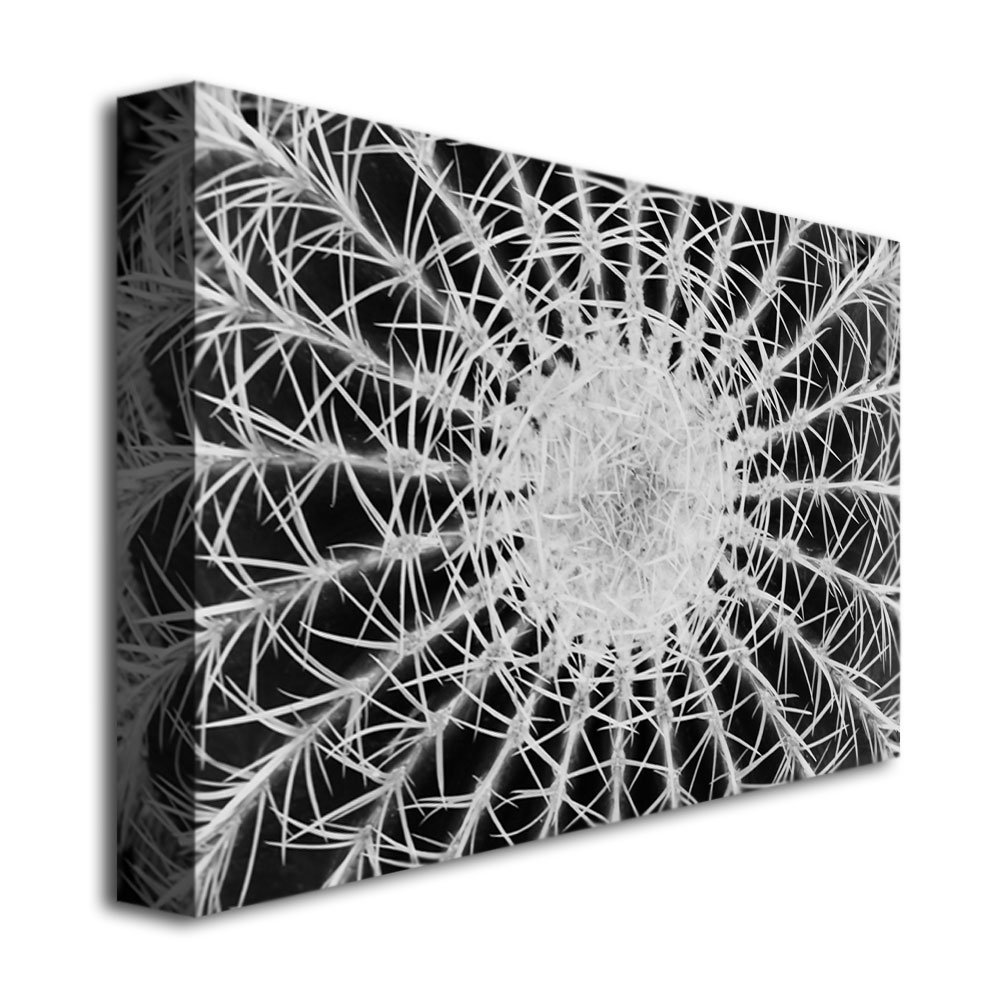 Trademark Fine Art Kurt Shaffer Desert Cactus Wall Art - Stunning Canvas Print for Southwestern Home Decor & Office Wall Decor
