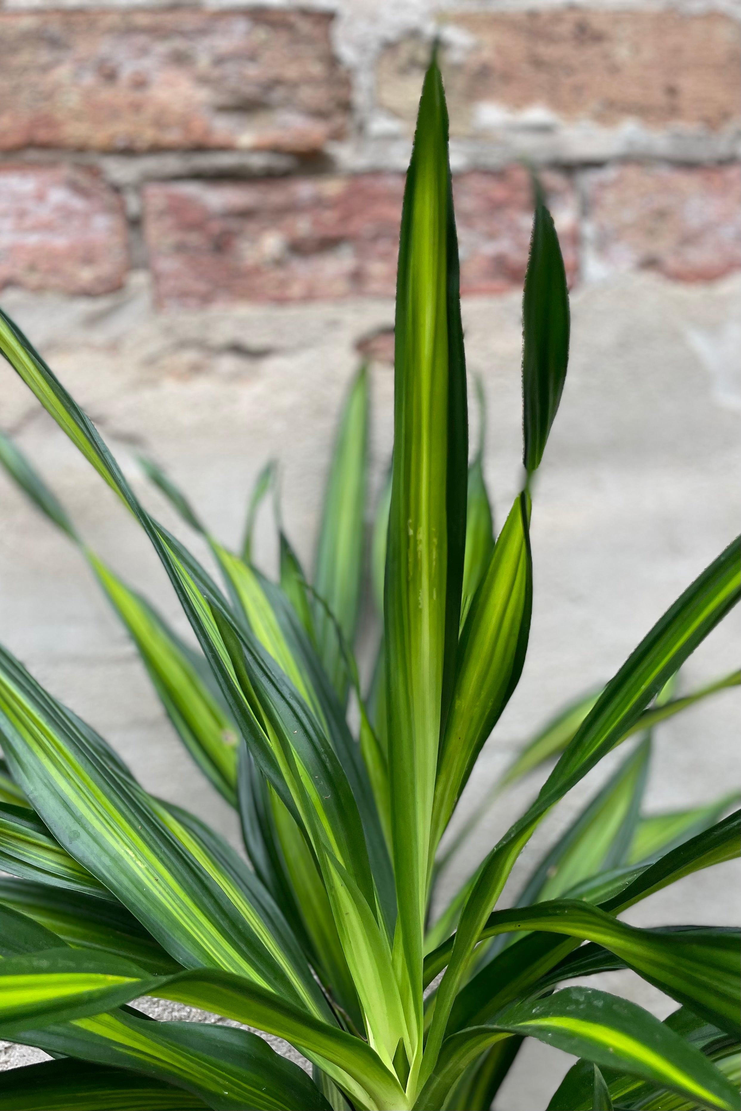 Dracaena Deremensis 'Rikki' - 6 Inch Indoor Tropical Plant for Home & Office Decor | Perfect for Living Rooms, Bedrooms, and Workspaces