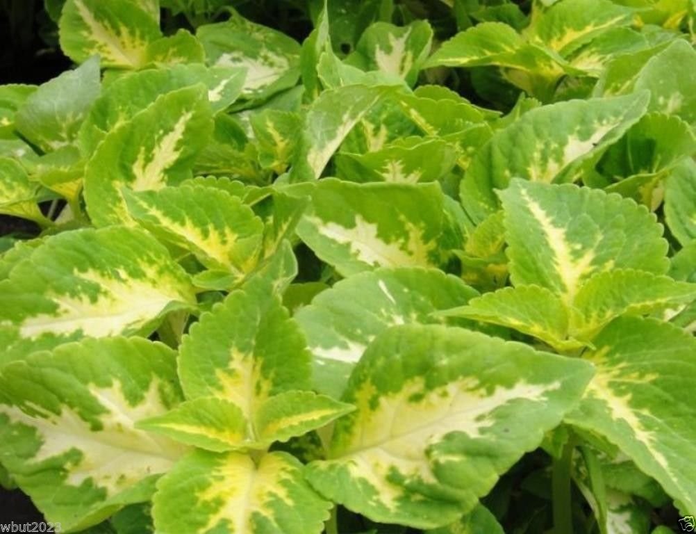 100 Wizard Series Jade Coleus Seeds - Shade Loving Perennial Plants for Garden, Landscaping & Containers