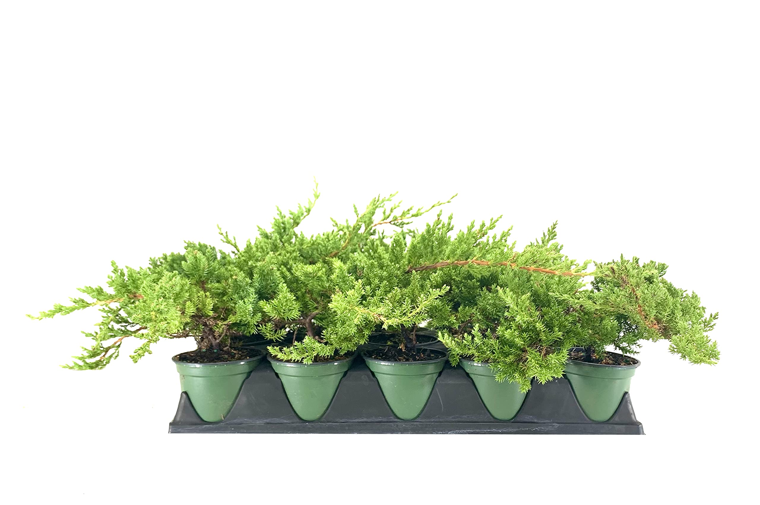 Dwarf Japanese Garden Juniper (Juniperus Procumbens Nana) - 15 Live Plants in 4 Inch Pots | Drought Tolerant Evergreen Ground Cover | Perfect for Bonsai, Rock Gardens & Landscape Design | Low Maintenance Outdoor Decor