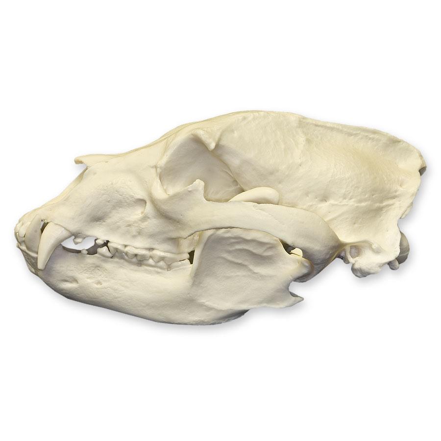 Authentic Replica American Black Bear Skull - High-Quality Educational Display for Home Decor, Classroom, or Halloween Props | Perfect for Biology Study, Taxidermy Collectors, and Gothic Decor