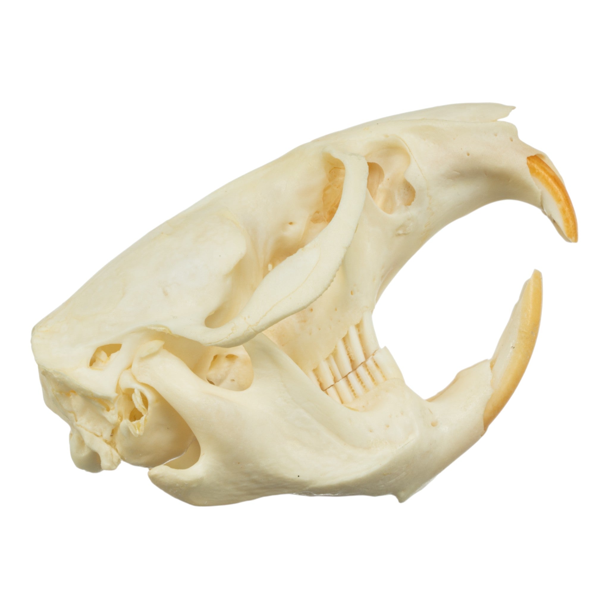 Authentic Muskrat Skull - Real Animal Skull Specimen for Taxidermy, Science Education & Oddity Collectors - Perfect for Halloween Decor, Gothic Display & Biology Studies