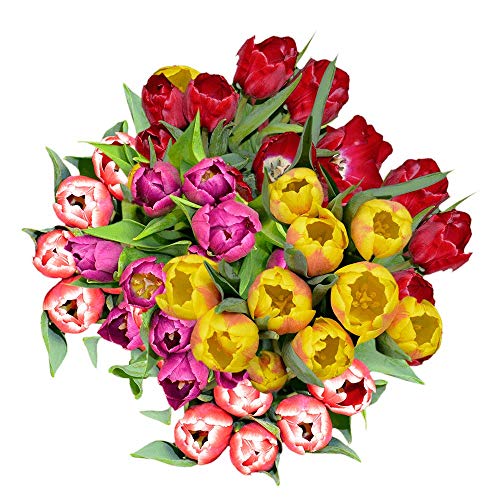 240 Fresh Cut Assorted Tulip Bouquet - Wholesale Premium Tulips for Weddings, Events & Home Decor | Fast Delivery USA