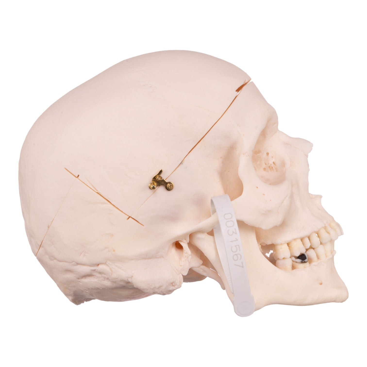 Premium Anatomical Human Skull Model - Accurate Medical & Educational Tool for Doctors, Students & Halloween Decor