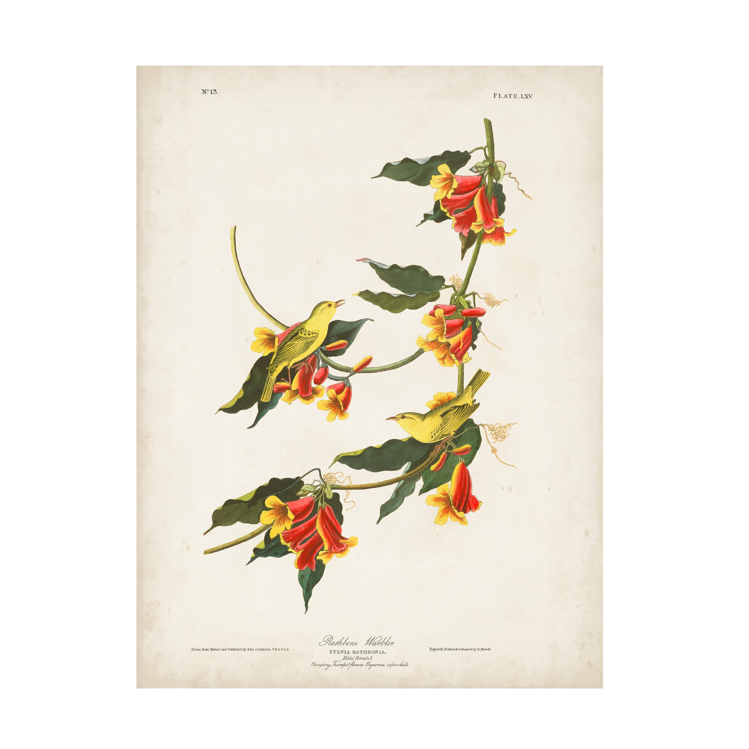 John James Audubon 'Rathbone Warbler' Canvas Art Print - 24x32 Inches - Premium Wall Decor for Living Room, Bedroom & Office - Trademark Fine Art Collection