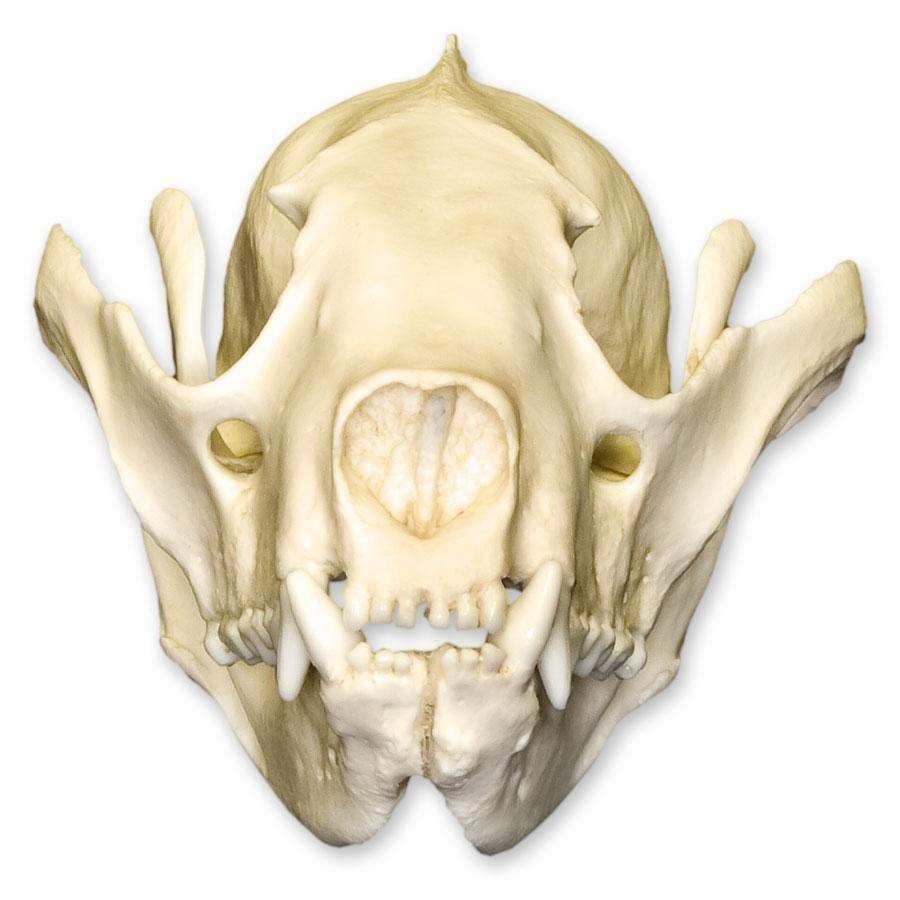 Authentic Replica Red Panda Skull - Lifelike Animal Skull Model for Home Decor, Educational Display, and Halloween Props