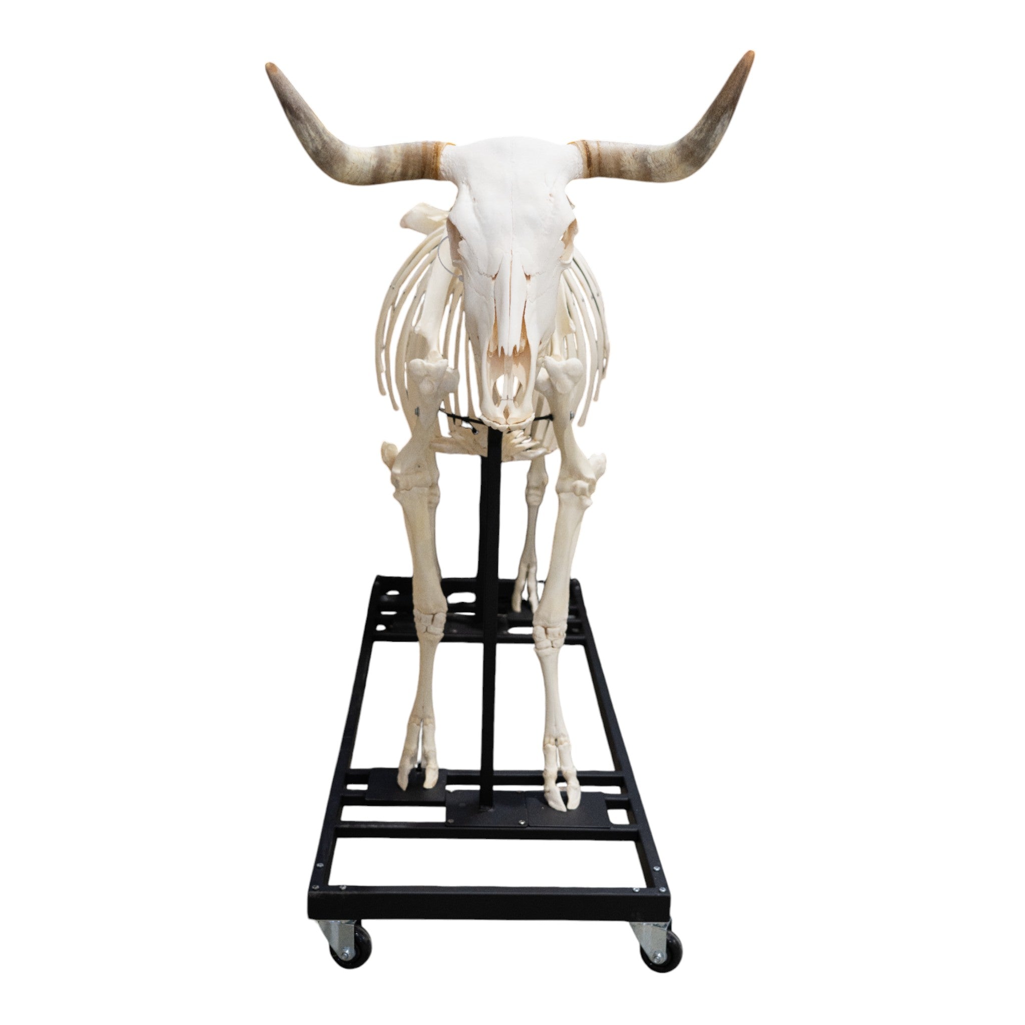 Articulated Real Domestic Cow Skeleton - Anatomical Model for Veterinary Study, Biology Education & Halloween Decor