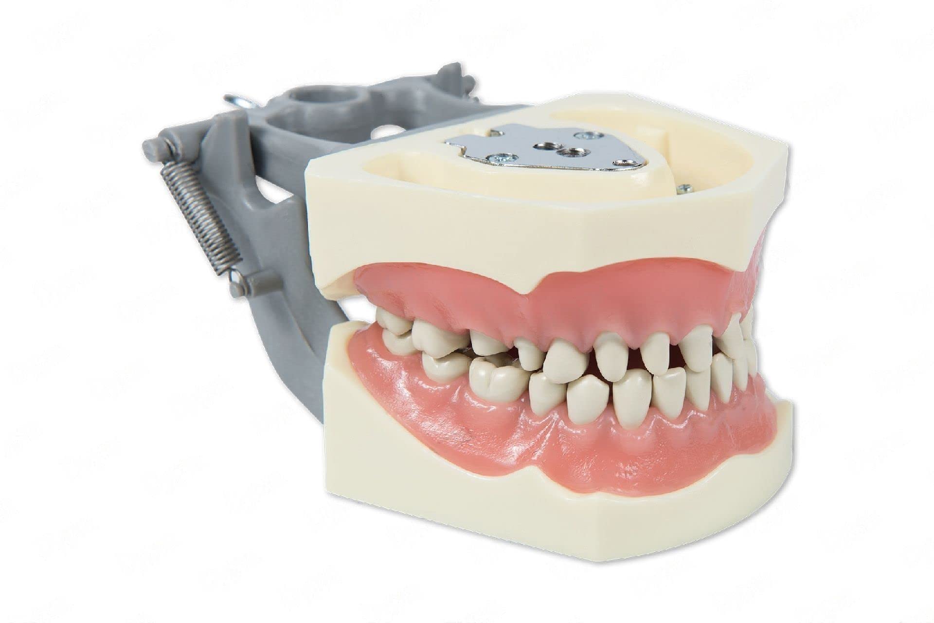 Dental Typodont Model 860 Prep - 32 Removable Teeth for Crowns & Occlusal Cavities Practice | Ideal for Dental Students & Restorative Training | Perfect for Clinical Simulation & Education