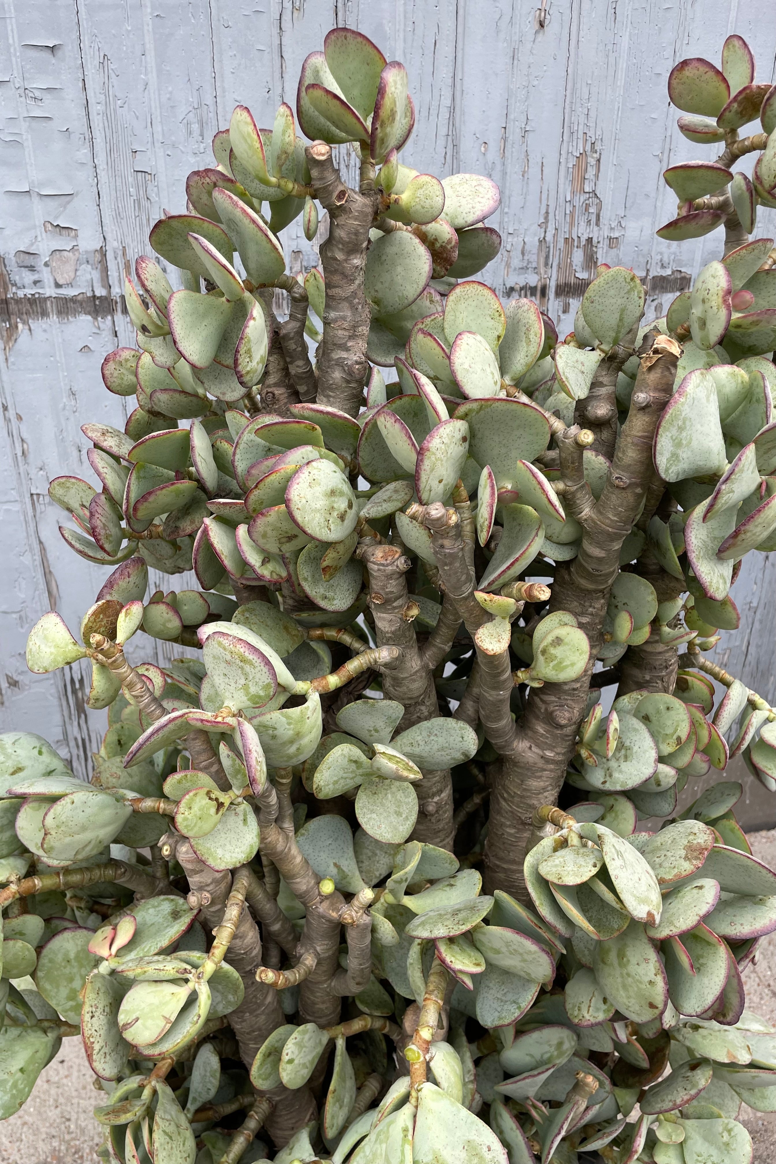 Silver Dollar Jade Plant (Crassula Arborescens) - #15 Stump/Tree Form - Perfect for Indoor Succulent Gardens, Office Decor, and Bonsai Enthusiasts
