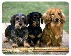 Dachshund Coasters Set of 6 - Absorbent & Scratch-Proof Drink Coasters for Furniture Protection - Perfect for Coffee, Wine & Beer - Easy to Clean & Reusable