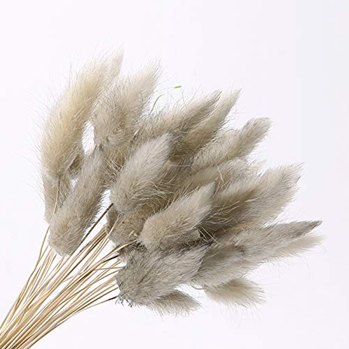 90 Pcs Natural Dried Lagurus Ovatus Bunny Tails Grass | Light Gray Dried Pampas Grass for Wedding Centerpieces, Boho Home Decor, Floral Arrangements & DIY Crafts | Perfect for Rustic Weddings, Farmhouse Decor, and Table Centerpieces