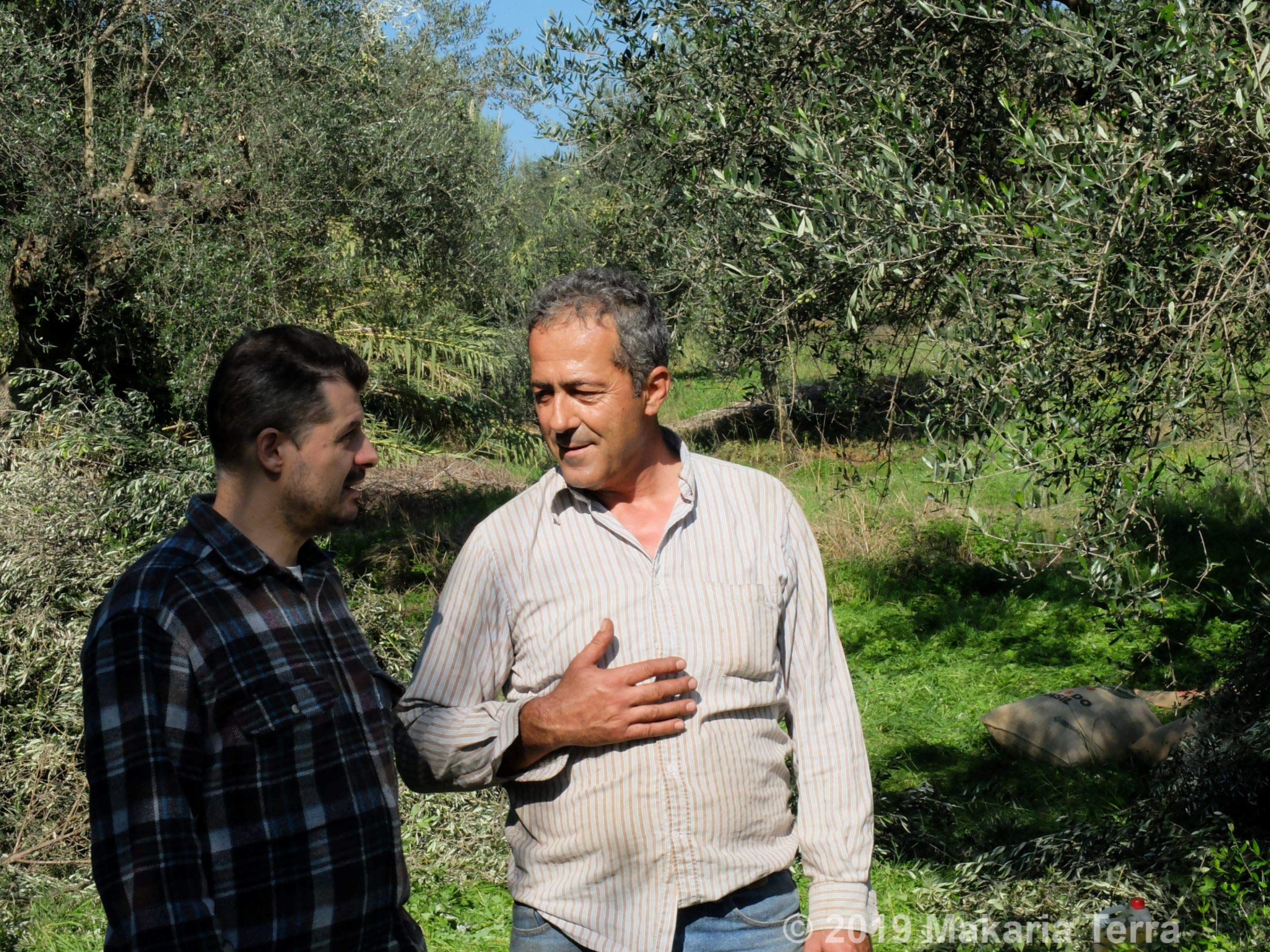 Premium Greek Extra Virgin Olive Oil - Makaria Terra, Koroneiki Variety, 2020/21 Harvest, 0.12% Acidity, Medium Intensity | NYIOOC Gold Award Winner | Single Origin, Family Farm | 5L Tin | Perfect for Salad Dressing, Dipping & Gourmet Cooking