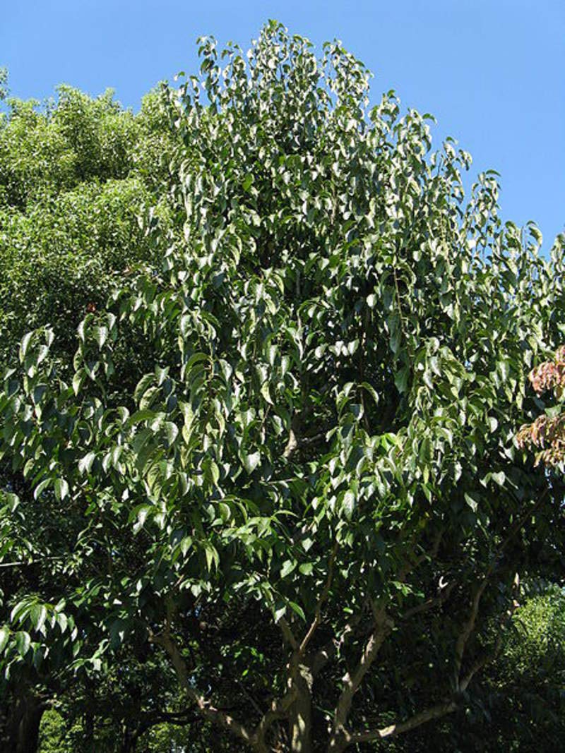 1 oz EUCOMMIA ulmoides Seeds (Approx 463 Seeds) - Hardy Rubber Tree, Gutta-percha, Du Zhong - Perfect for Home Gardening, Landscaping & Natural Rubber Production