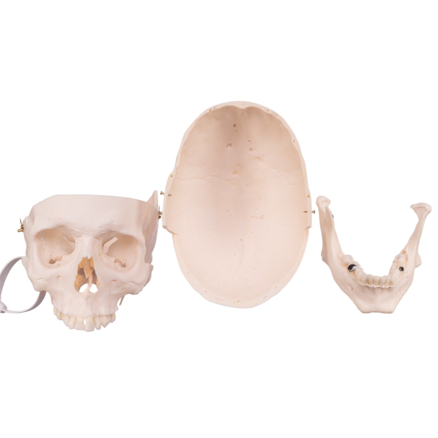 Premium Anatomical Human Skull Model - Accurate Medical & Educational Tool for Doctors, Students & Halloween Decor