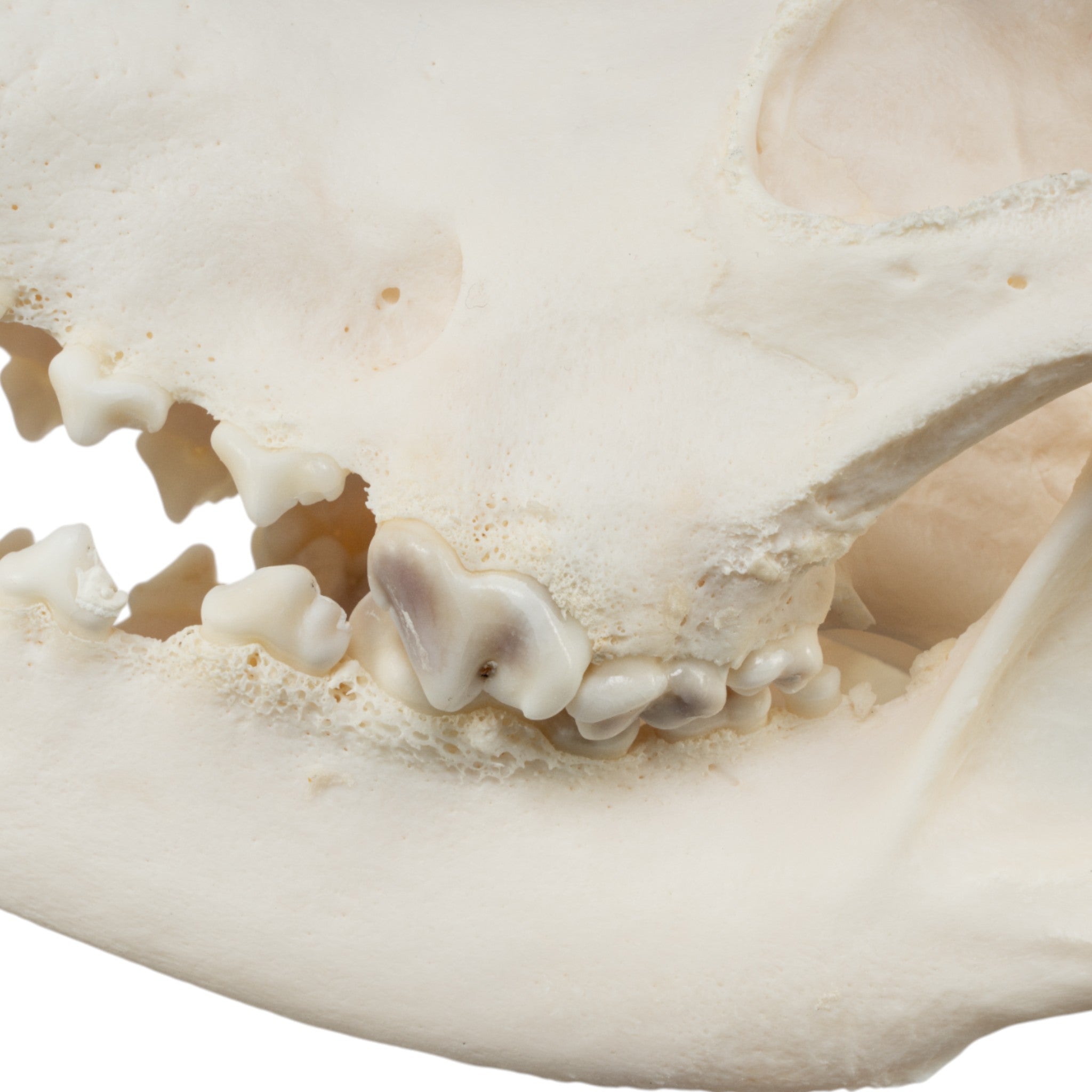 Authentic Domestic Dog Skull - Great Dane Canine Specimen for Veterinary Study, Taxidermy & Educational Use | Perfect for Science Classrooms, Oddity Collectors & Halloween Decor