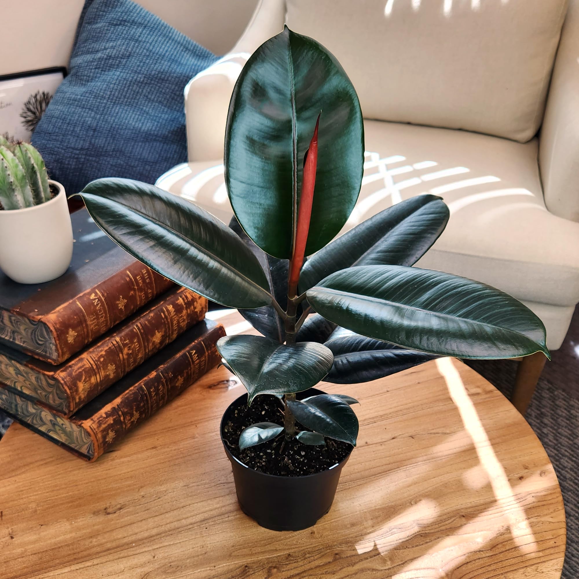 Burgundy Ficus Tree Live Plant - 16