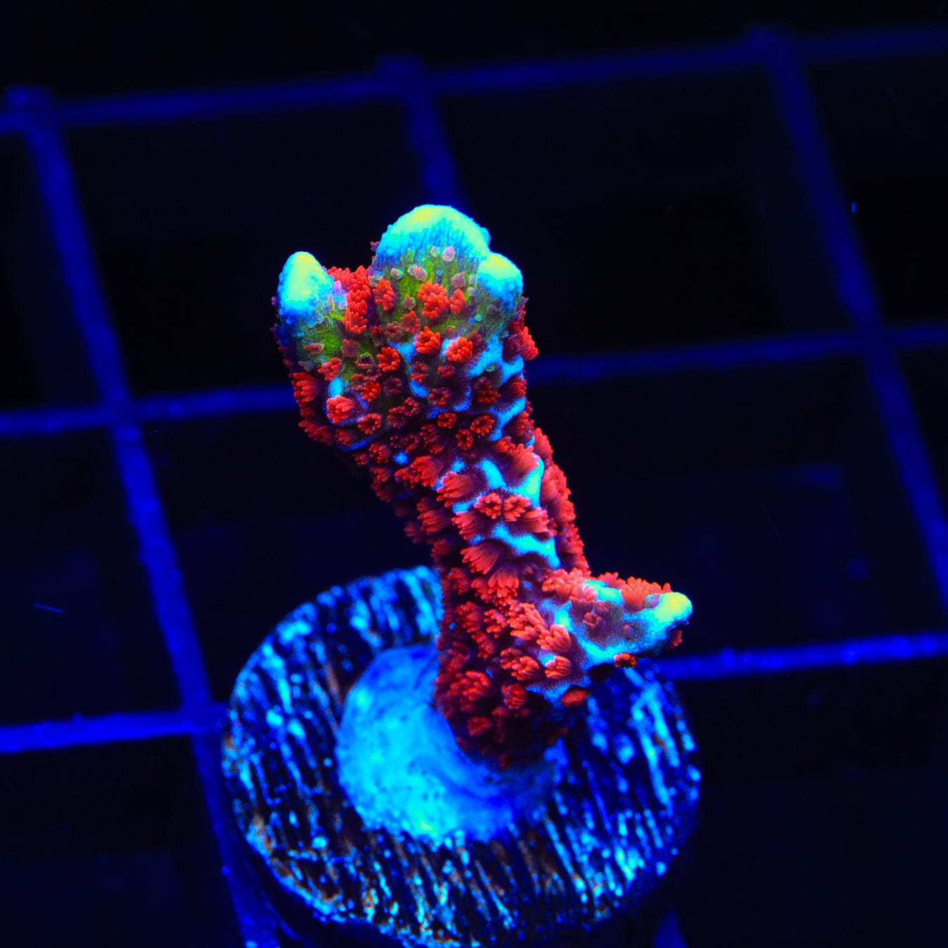 Premium Bubblegum Digitata Montipora Coral for Saltwater Aquariums – Vibrant Pink Reef Coral for Marine Tanks, Coral Frags & Aquascaping