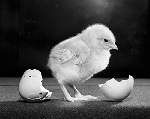 Chick Near a Broken Egg Poster Print - 18x24 Inches Wall Art Decor for Nursery, Kids Room, or Classroom