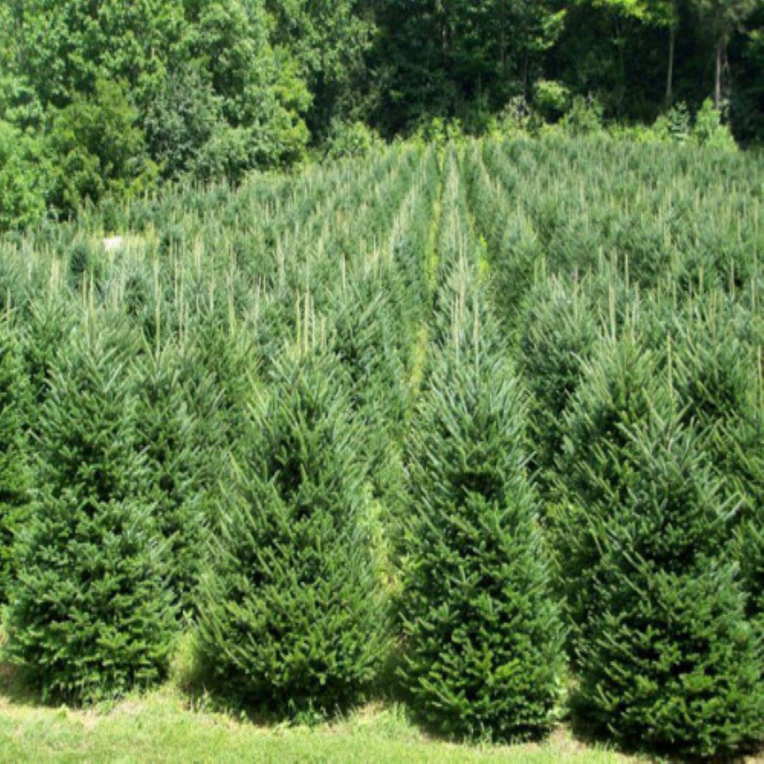 Premium Fraser Fir Fragrance Oil - 64 oz Bulk for DIY Candle Making, Soap Crafting, Bath Bombs, Room Sprays & Car Fresheners - Christmas Scent for Home, Office & Gifts