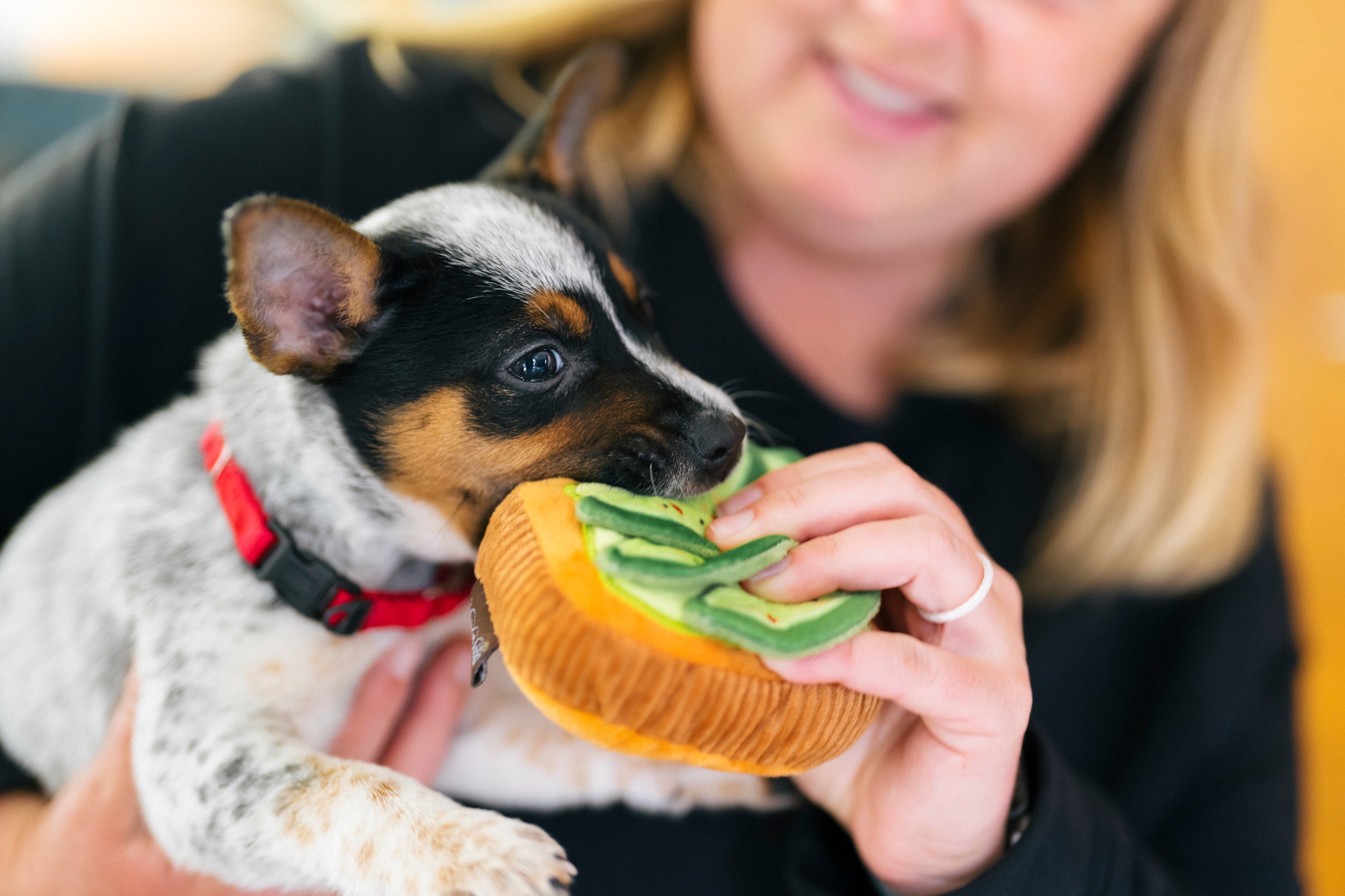 Avocado Toast Plush Dog Toy - Barking Brunch™ Soft Chew Toy for Dogs | Pet P.L.A.Y. | Perfect for Playtime, Training & Cuddling