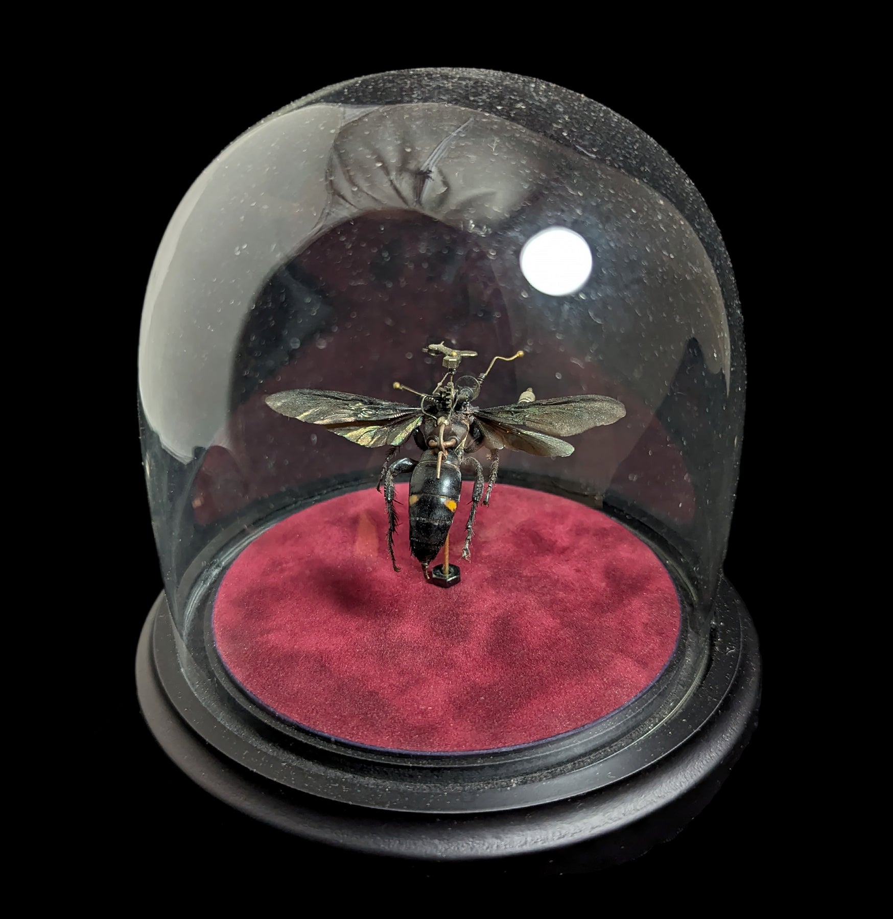 Clockwork Hymenoptera: Procer - Mechanical Insect Model Kit for STEM Education & Home Decor | Perfect for Science Projects, Collectors & Unique Gift Ideas