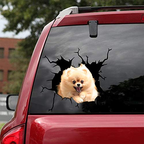 Pomeranian -02