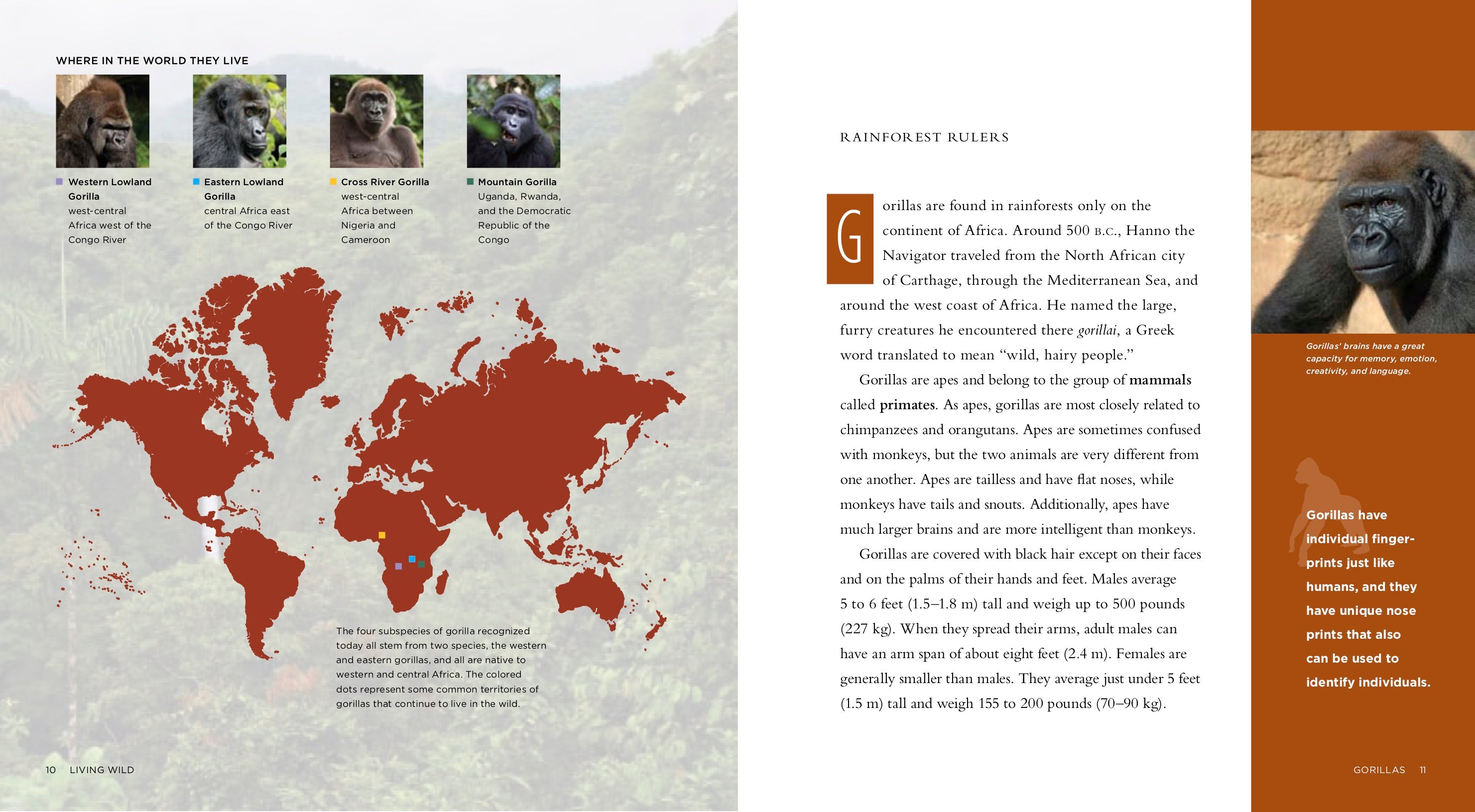Gorillas Book ISBN 9781583419694 - Wildlife Education & Conservation for Animal Lovers, Classroom Learning, and Nature Enthusiasts