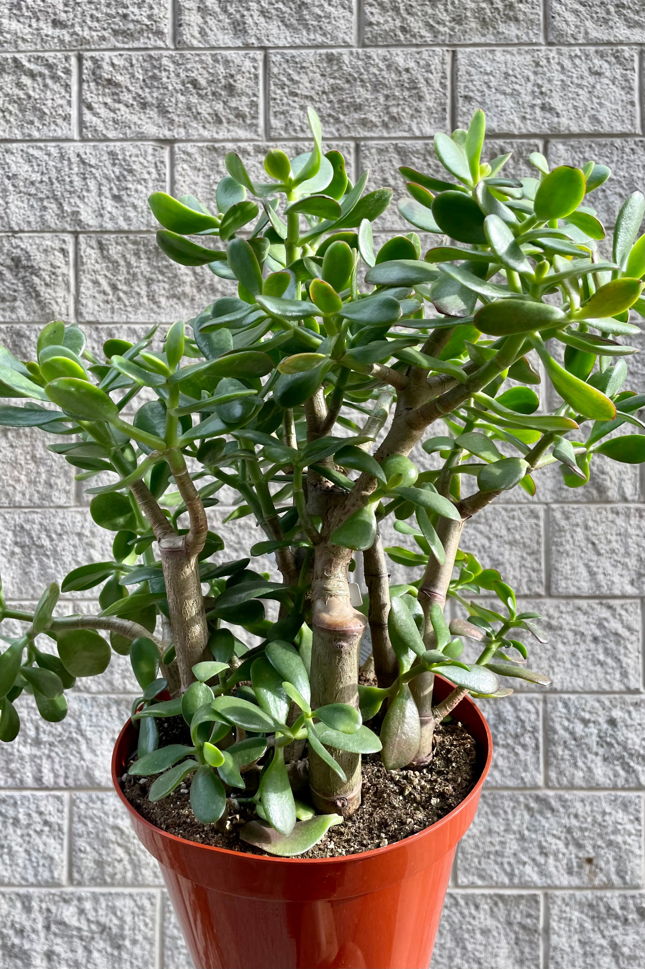 Crassula Ovata Jade Plant - 10 Inch Succulent for Home & Office Decor | Perfect for Indoor Gardening, Feng Shui, and Gift Giving