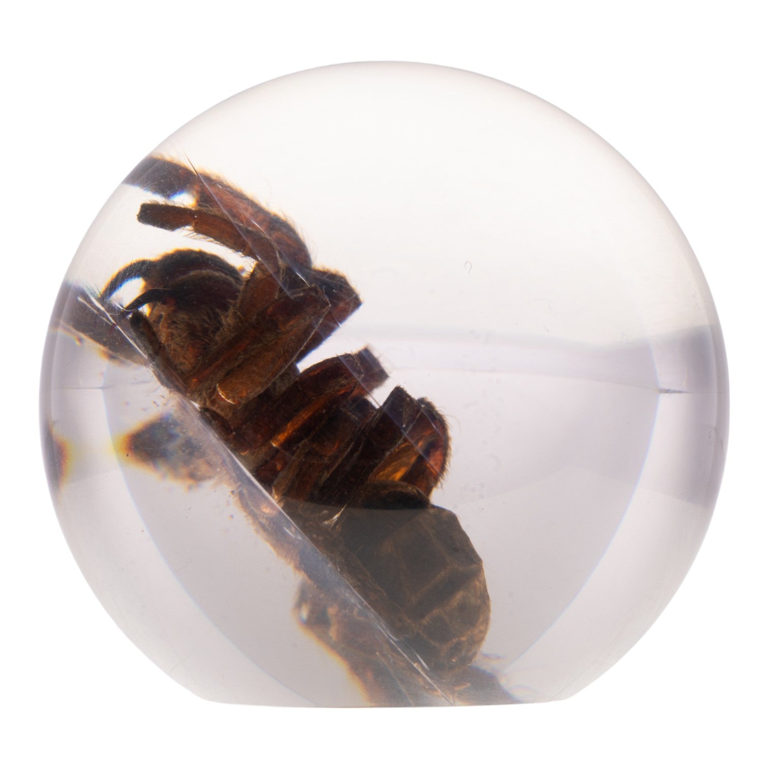 Real Tarantula in Acrylic Globe - Preserved Spider Specimen for Science Display, Home Decor & Halloween Collection - Perfect for Entomology Lovers, Gothic Decor & Unique Gift Ideas