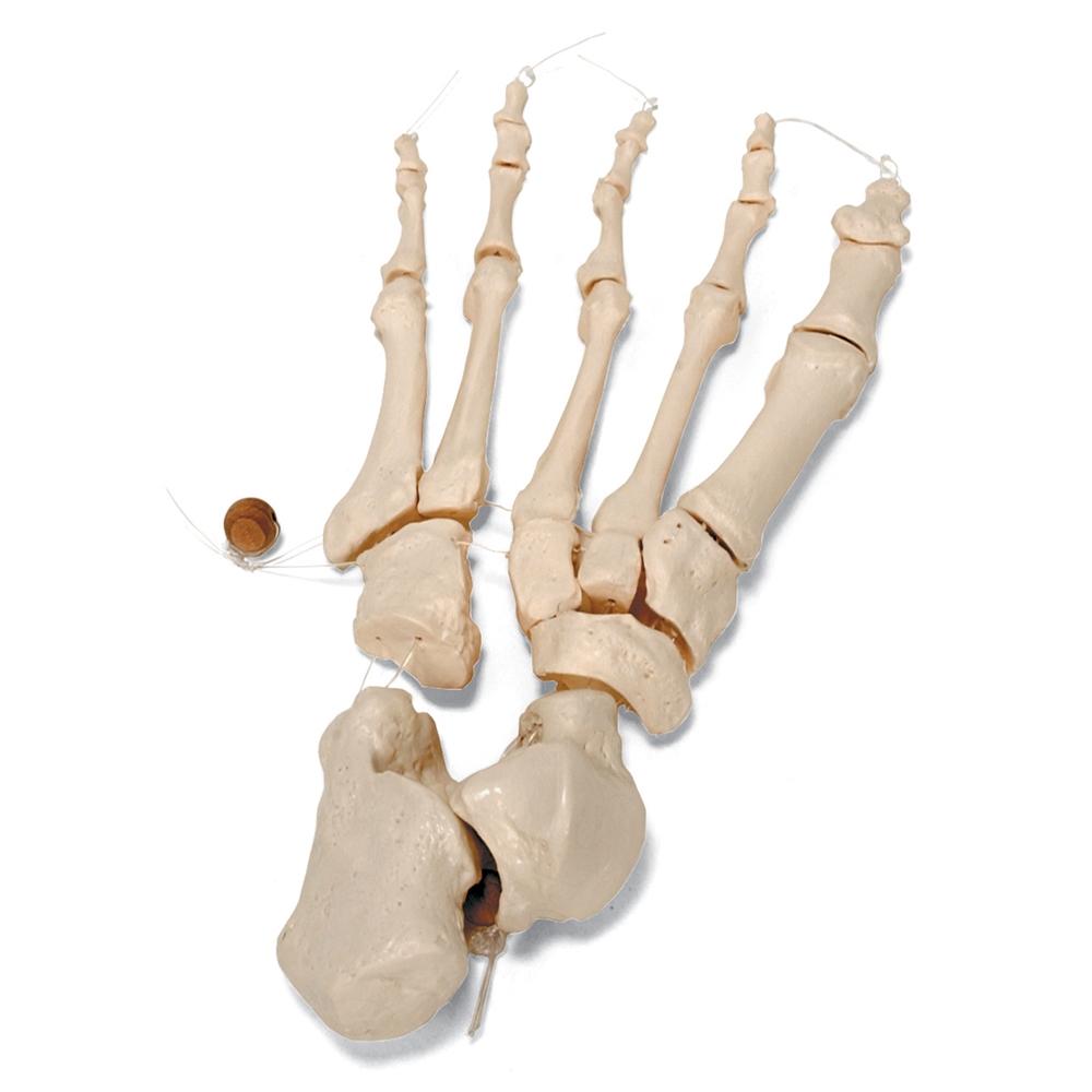 Disarticulated Half Human Skeleton with Loosely Articulated Hands & Feet - Perfect for Medical Education, Anatomy Studies & Halloween Decor