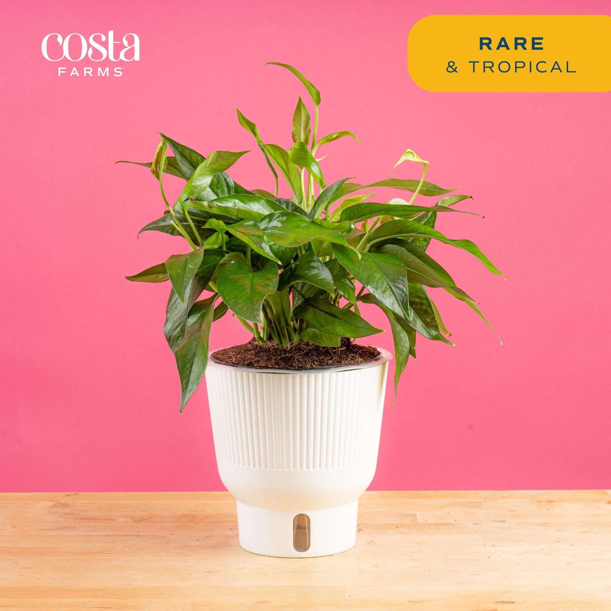 Costa Farms Baltic Blue Live Pothos Plant - Indoor Houseplant in Decorative Pot, 1 Foot Tall for Home & Office Decor | Perfect for Tabletop, Shelves & Low-Light Spaces
