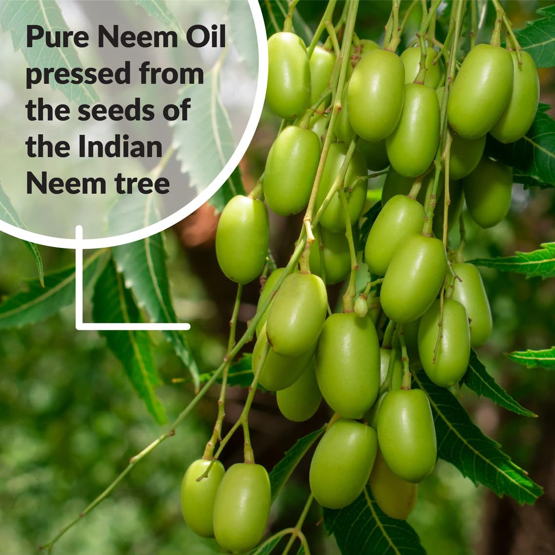 SUPERthrive Pure Neem Oil 8 oz - 100% Natural Leaf Polish for Plants | Organic Pest Control for Indoor & Outdoor Gardening