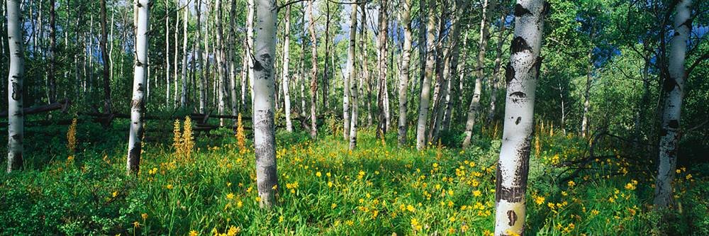Peel & Stick Forest Wall Mural - Rocky Mountain Aspen Field Decal (36
