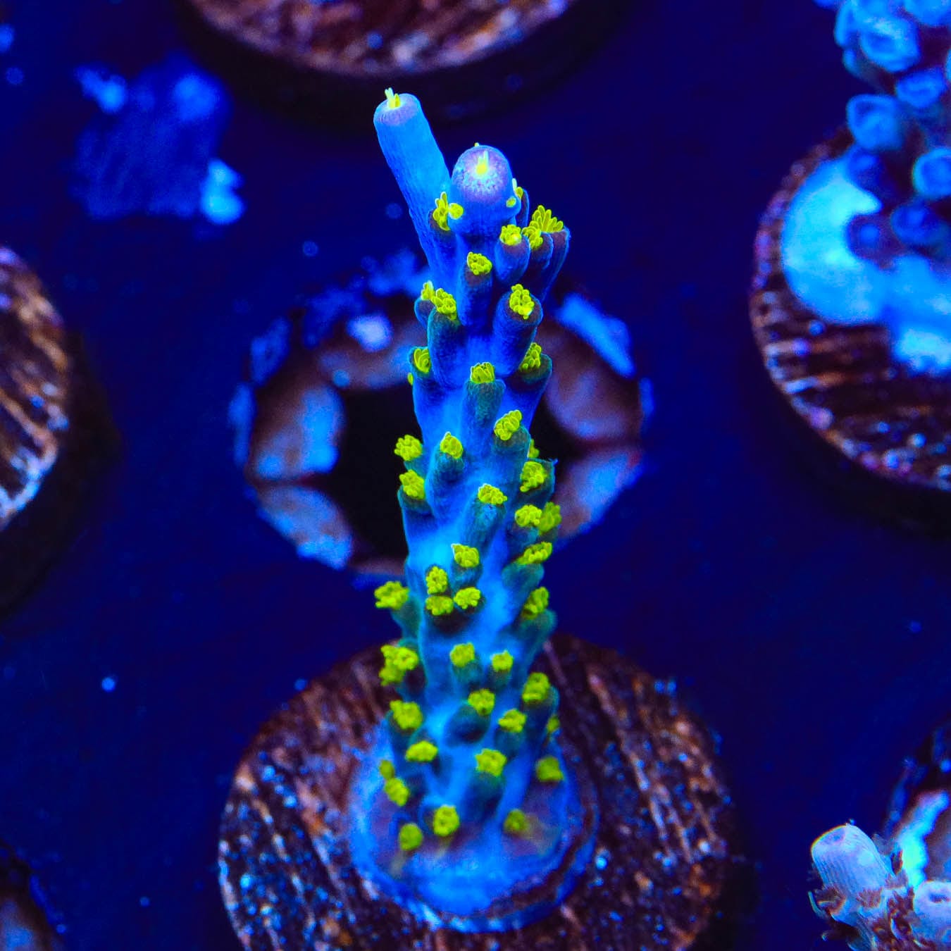 Garf Bonsai Acropora Coral for Saltwater Aquariums - Live Coral Frag for Reef Tanks & Marine Aquascaping