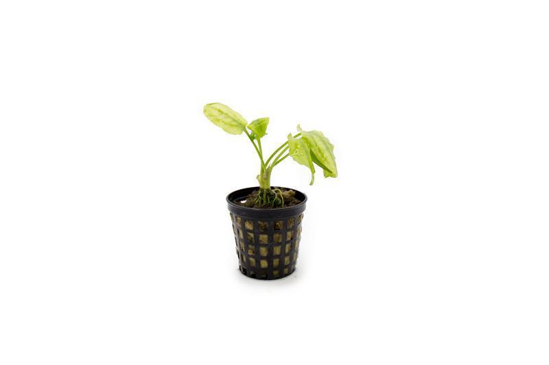 TCulture Cryptocoryne Pontederiifolia Live Aquarium Plant (Potted) - Perfect for Freshwater Fish Tanks, Aquascaping & Low-Tech Planted Aquariums