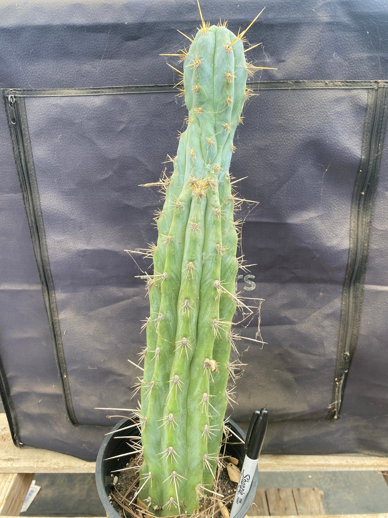 EC236 EXACT Trichocereus Lost Label Cactus - 18 Inch Rare Succulent Plant for Home Decor, Office, and Garden Landscaping