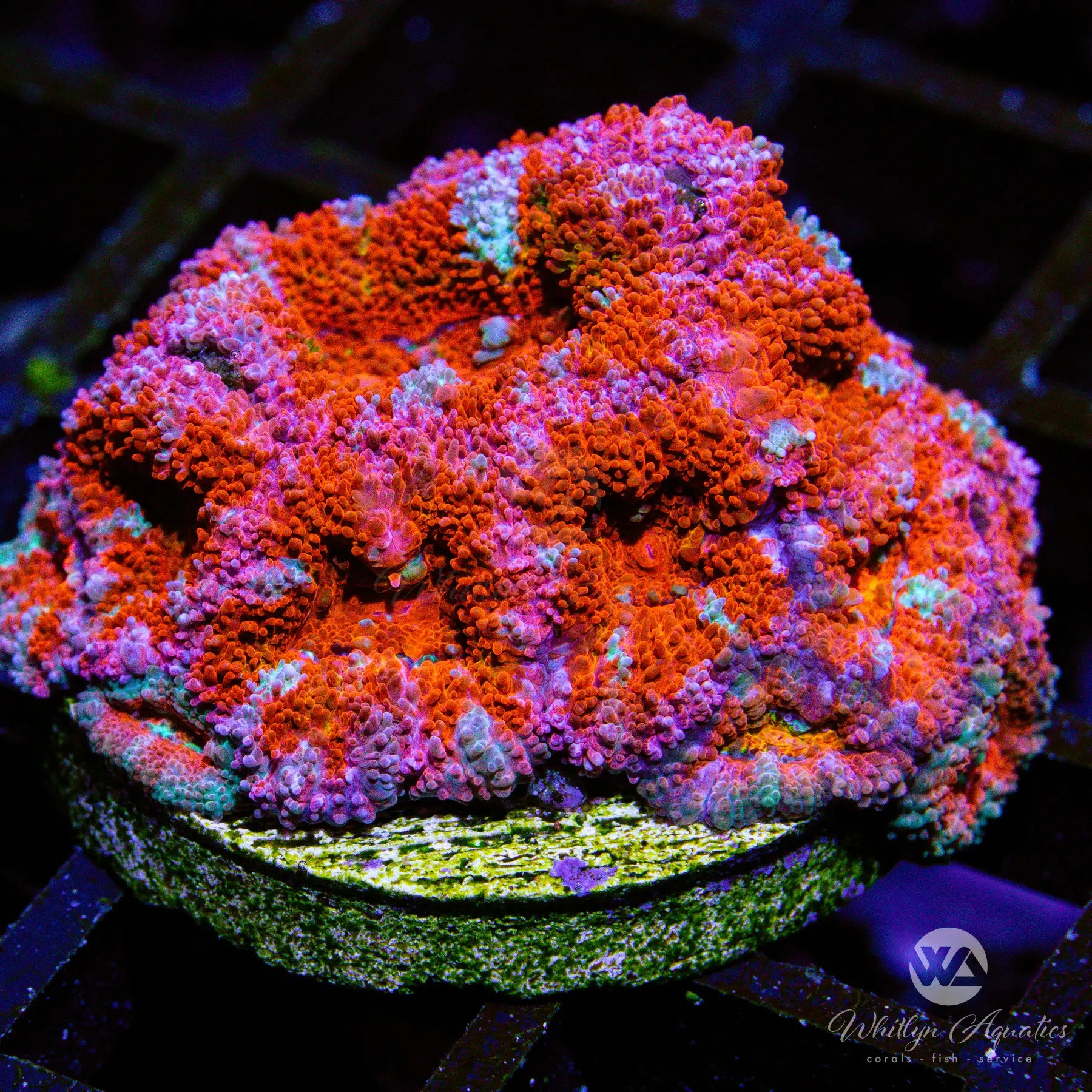 B21 WA Starburst Acan Coral - Live WYSIWYG Saltwater Coral for Reef Aquariums | Perfect for Nano Tanks & Coral Frag Racks