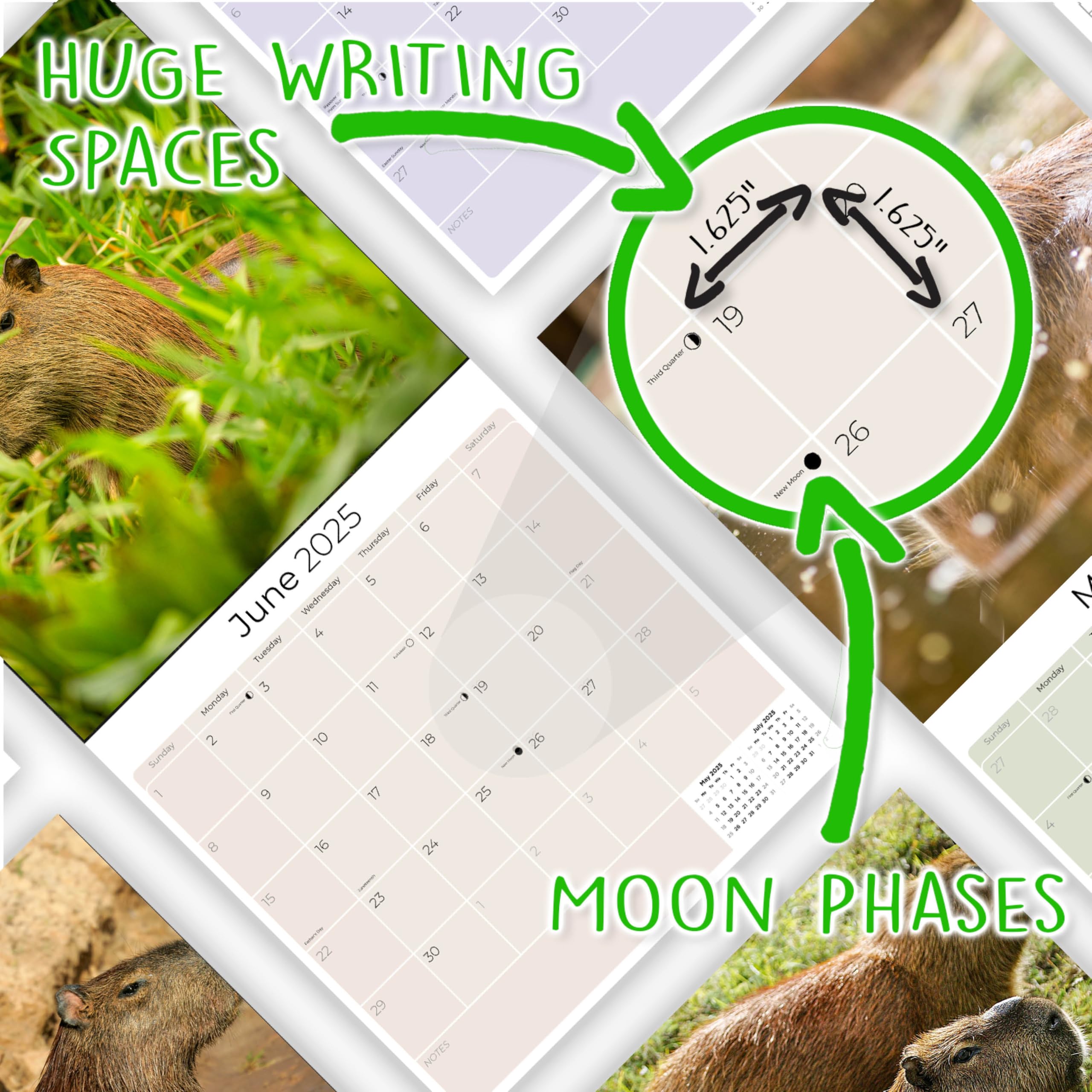 2024-2025 Capybara Wildlife Wall Calendar - 12
