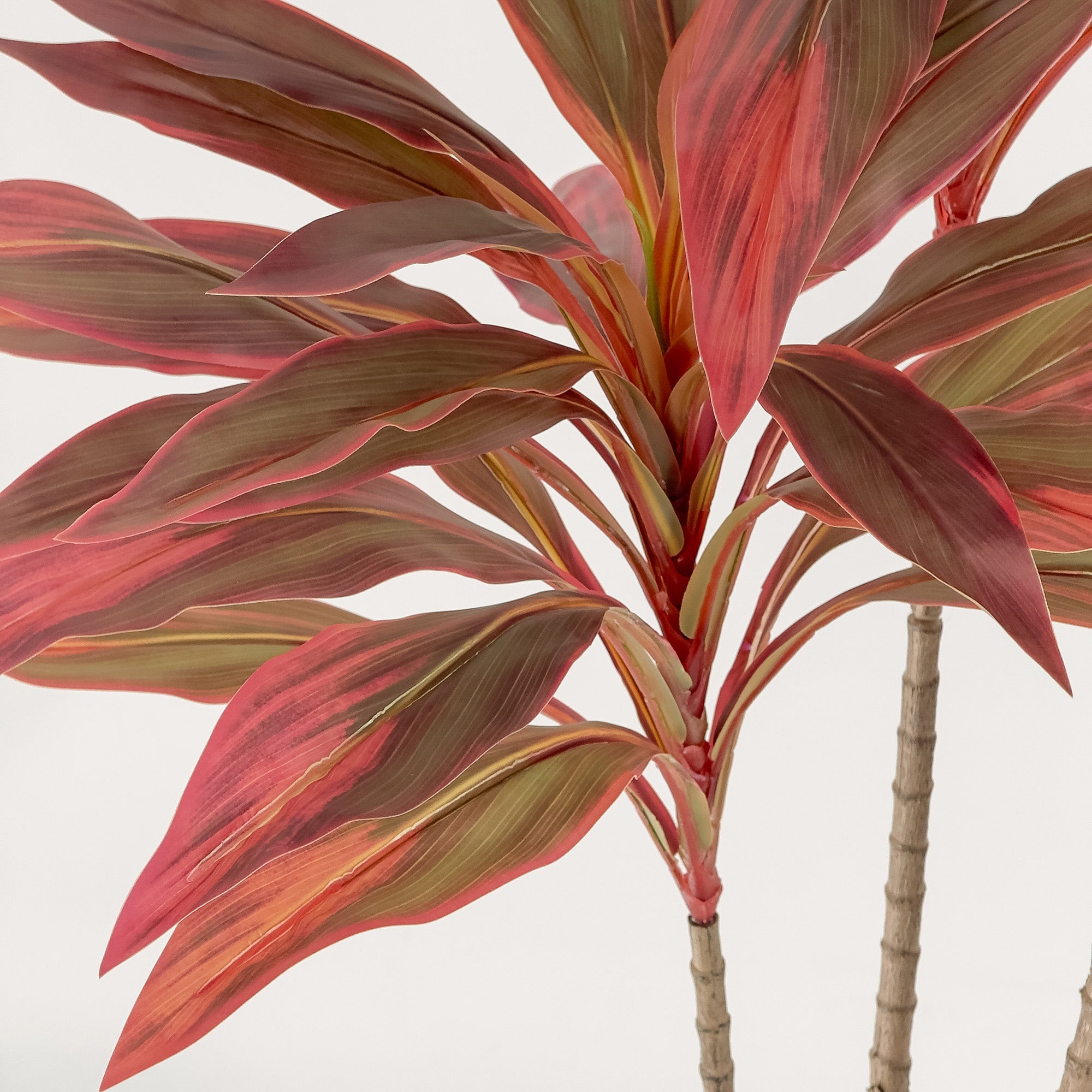 Dracaena Marginata Burgundy - 4ft Tall Indoor Plant with Red Edged Leaves - Perfect for Home, Office & Living Room Decor