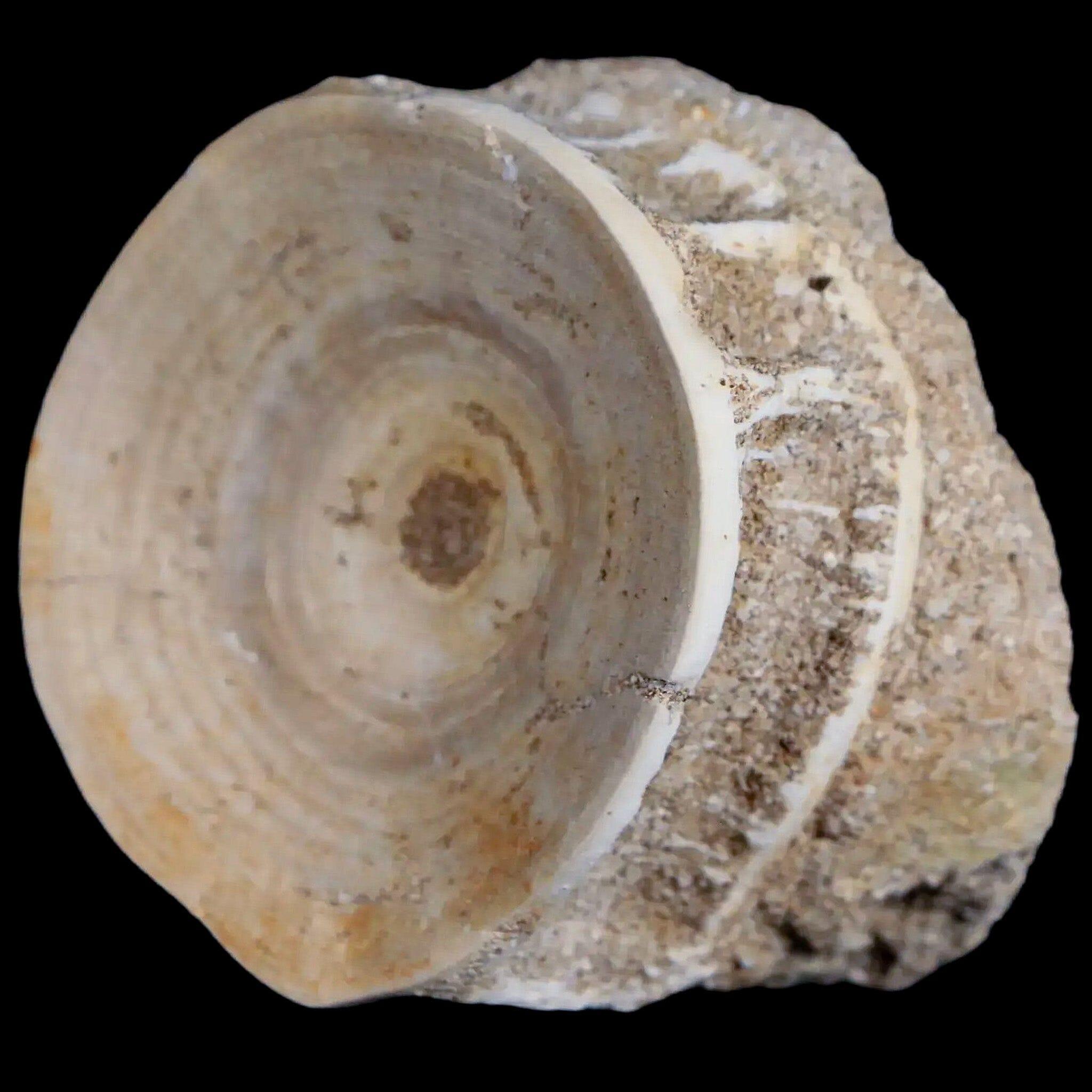52MM Otodus Obliquus Shark Vertebrae Fossil Bone in Matrix from Morocco - Authentic COA Included - Perfect for Fossil Collectors, Science Education & Home Decor Display