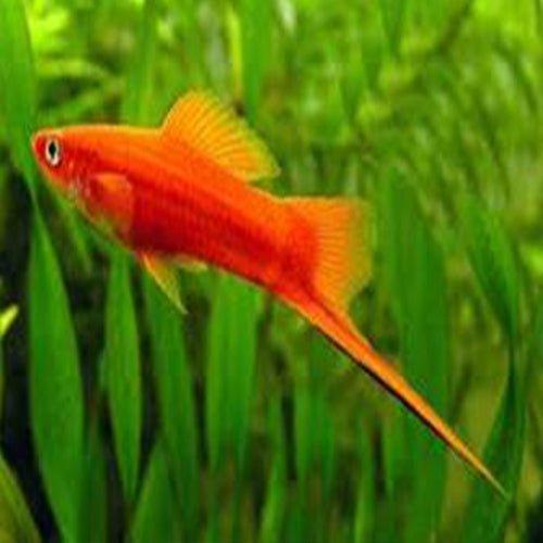 Red Swordtail Fish (Xiphophorus hellerii) - Live Aquarium Fish for Tropical Freshwater Tanks | Perfect for Community Aquariums & Fish Breeding