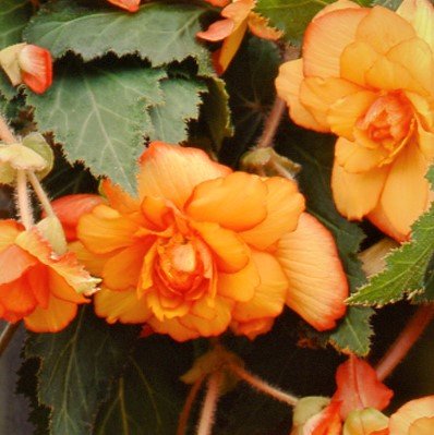 Hanging Picotee Begonia Bulbs (3 Pack) - Yellow & Red Flowers for Baskets & Shade Gardens