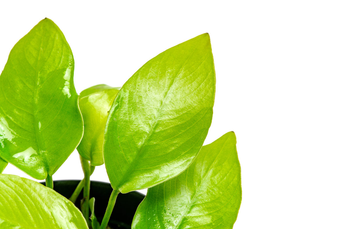 Anubias Nana Golden - Live Aquarium Plant for Freshwater Fish Tanks - Perfect for Aquascaping, Nano Tanks & Low Light Aquariums