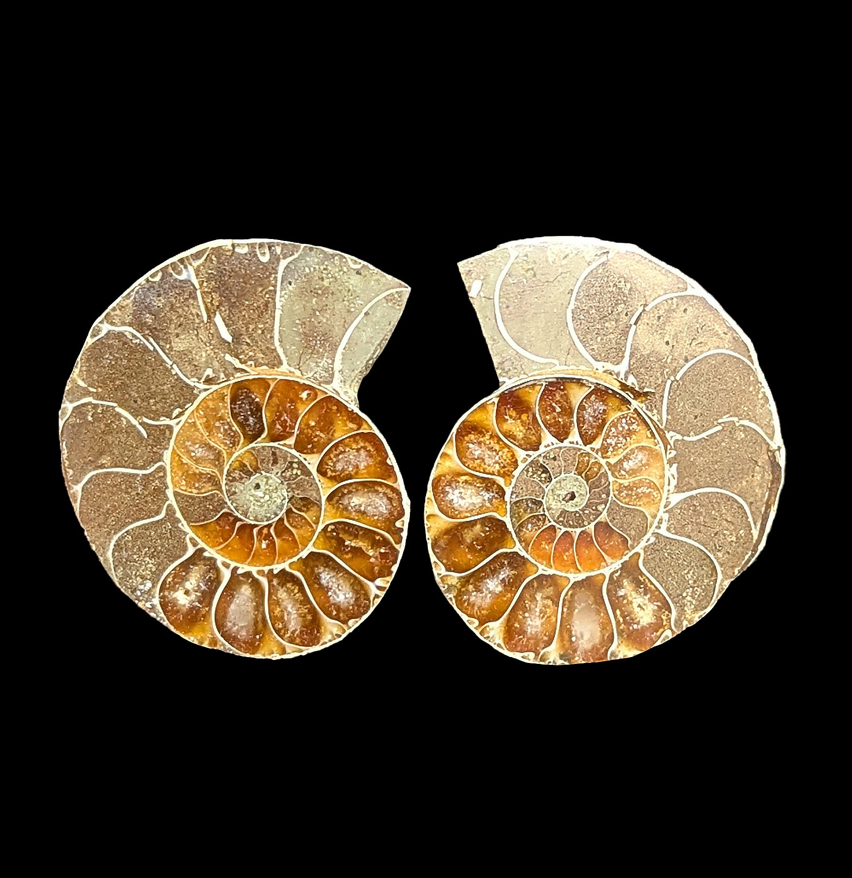 Small Agatized Ammonite Pair - Natural Fossil Stone for Collectors, Home Decor & Jewelry Making - Perfect for Display, Gifts & DIY Craft Projects