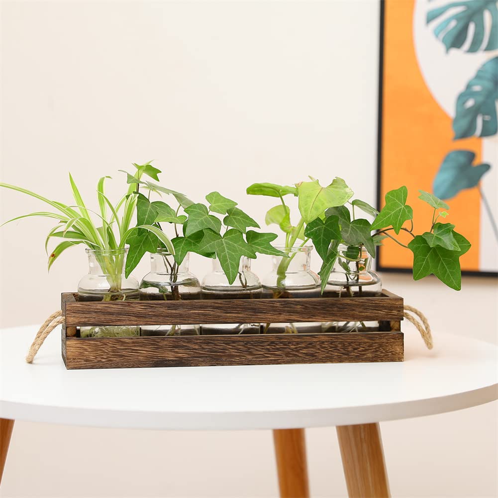 Vintage Glass Plant Propagation Terrarium with Wooden Stand - 5 Piece Desktop Planter Set for Houseplants | Perfect for Home Office, Living Room & Indoor Gardening