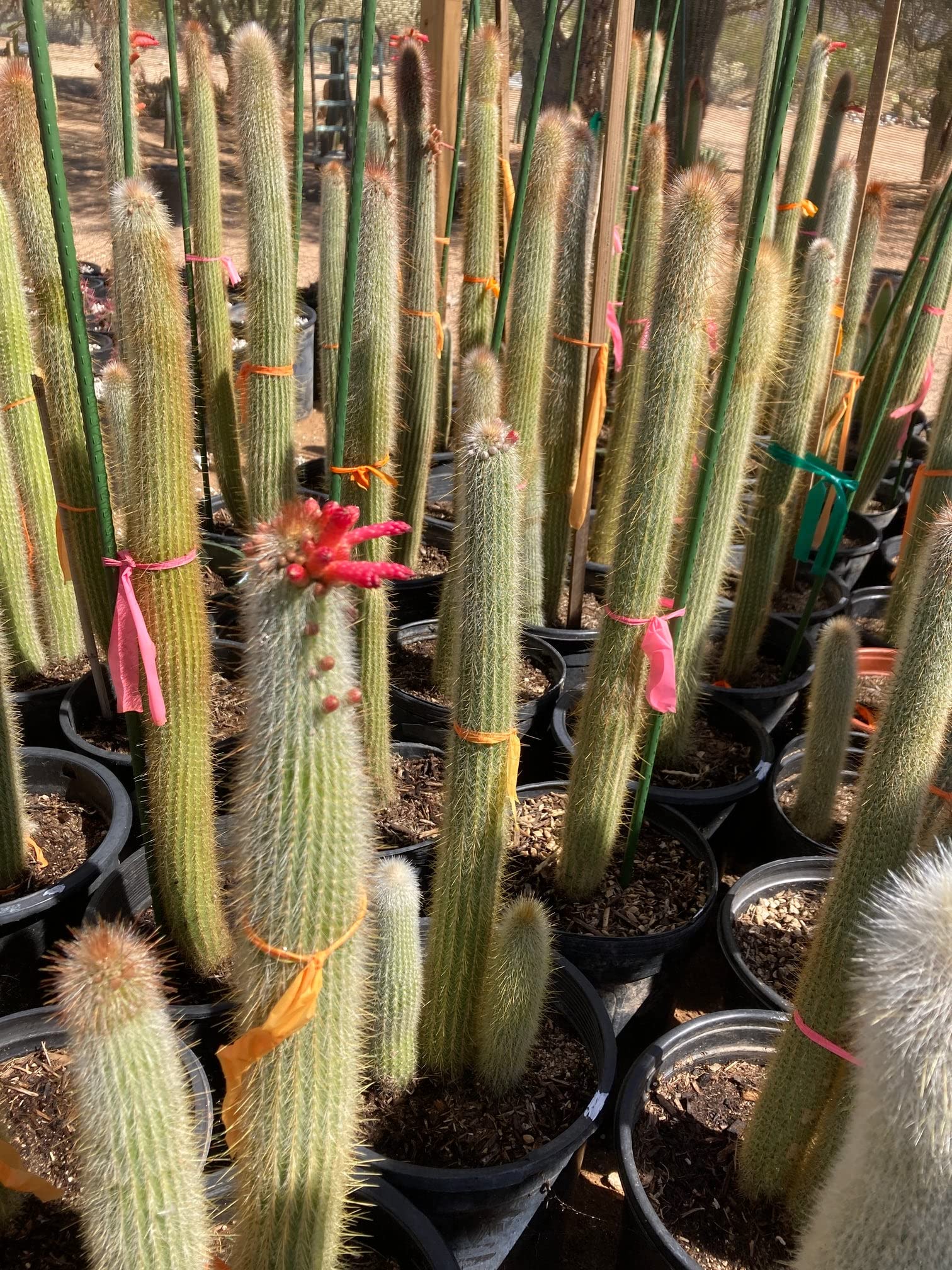 Live Cactus Plants for Sale - Indoor & Outdoor Succulent Plants, Silver Torch Cactus | Perfect for Home Decor, Office Desk & Garden Landscaping