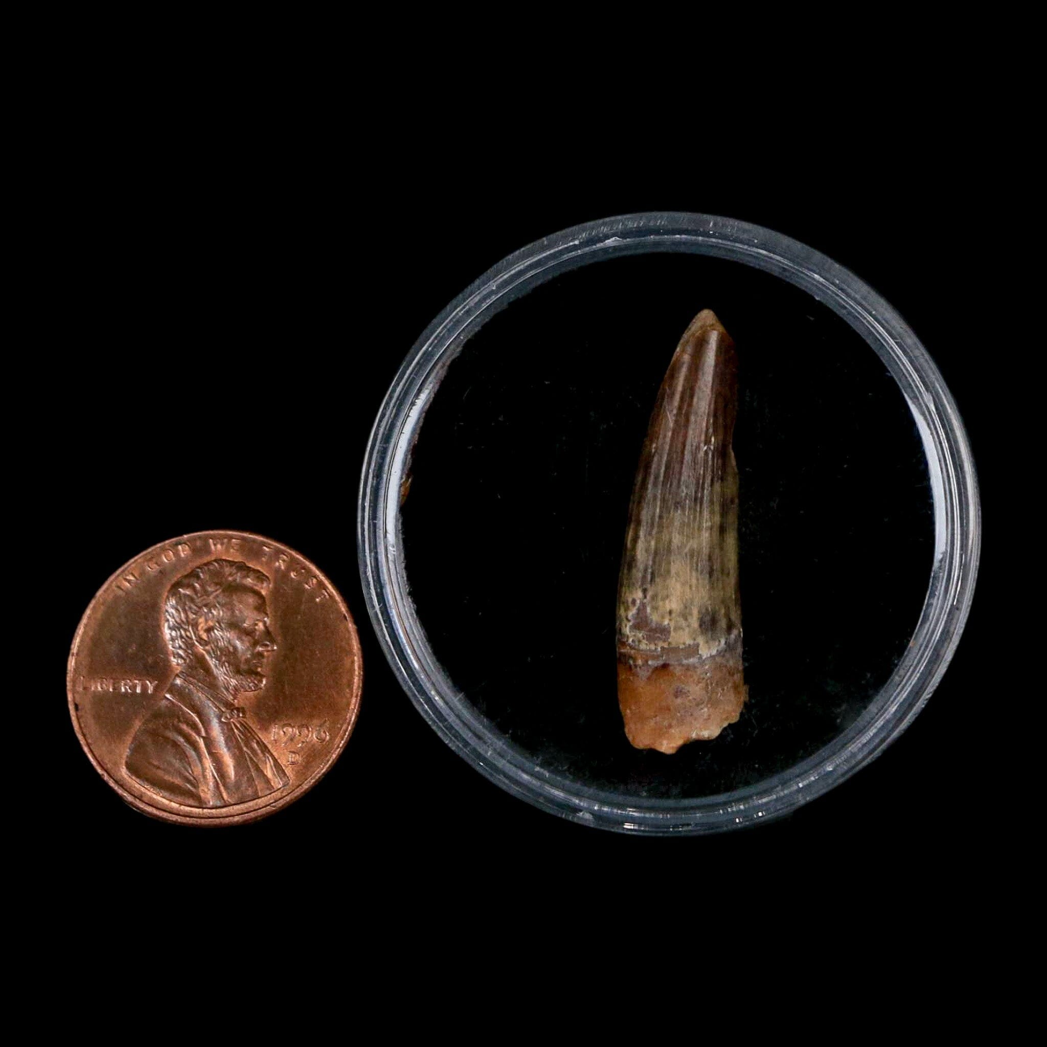 Authentic Suchomimus Dinosaur Fossil Tooth - Cretaceous Spinosaurid from Niger with COA | Perfect for Paleontology Collectors & Dinosaur Enthusiasts