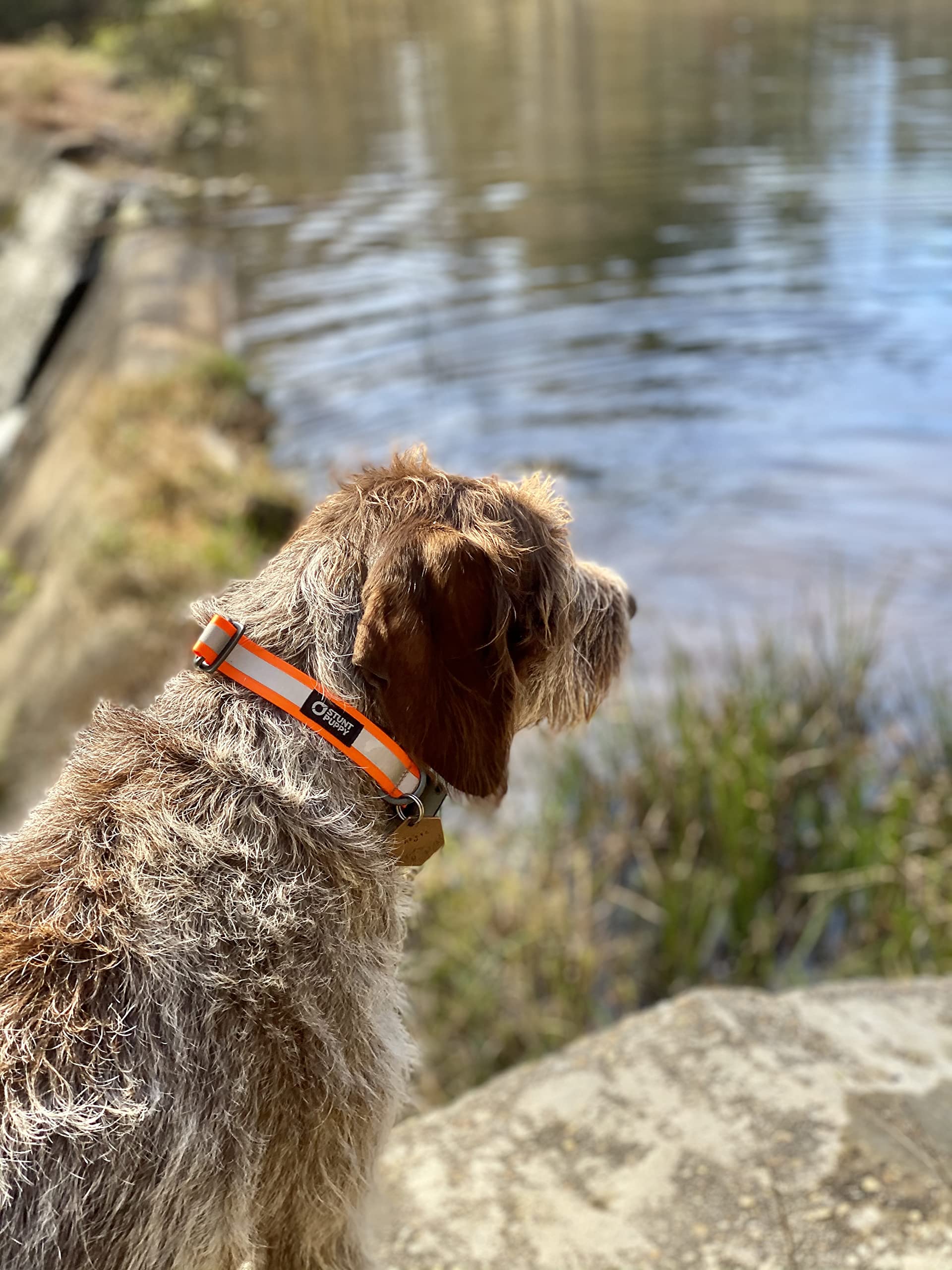 Go Dog Glo Reflective LED Dog Collar - Orange | Waterproof & Adjustable for Nighttime Safety | Perfect for Walking, Running & Outdoor Adventures