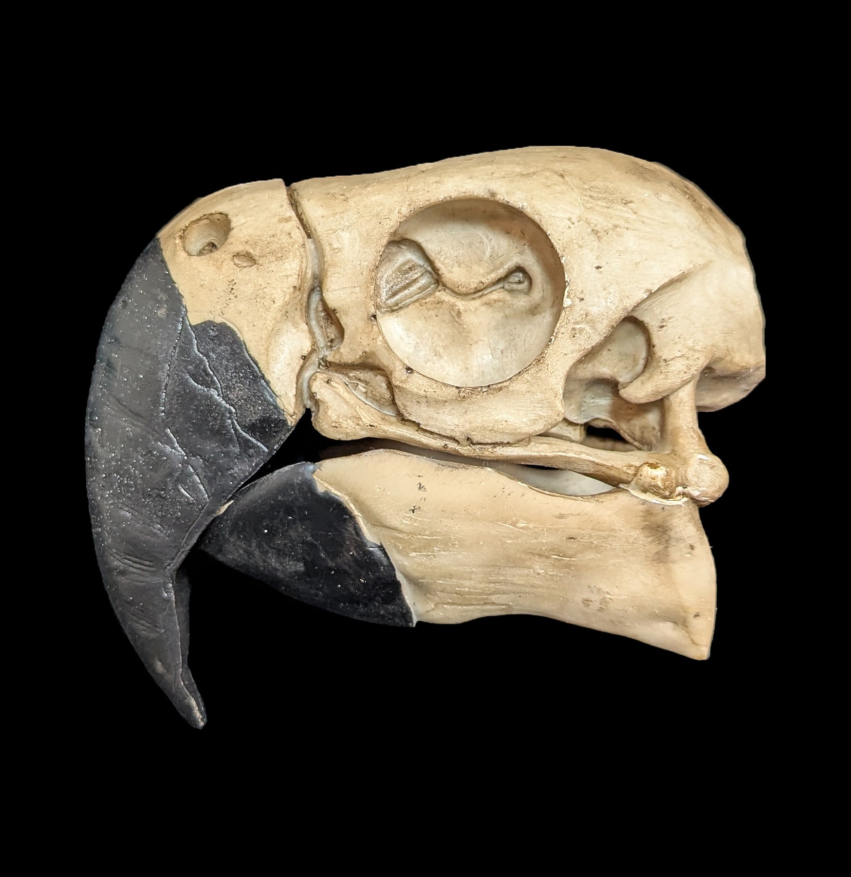 Realistic Faux Parrot Skull Decor - Halloween, Gothic Home Decor & Unique Gift for Bird Lovers - Perfect for Spooky Parties, Witchy Altars & Dark Aesthetic Rooms