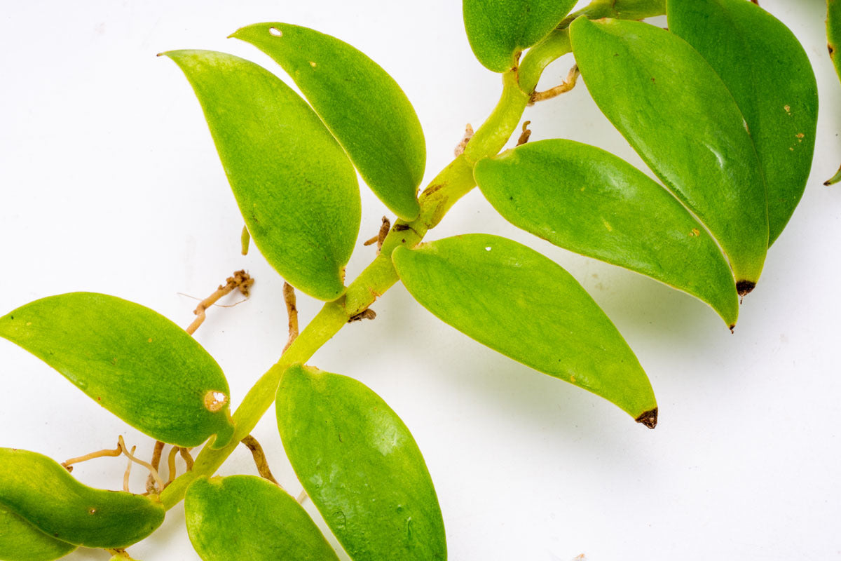 Rhaphidophora Sp. - Rare Tropical Houseplant for Indoor Decor, Office & Home Gardening | Easy Care & Air Purifying Plant